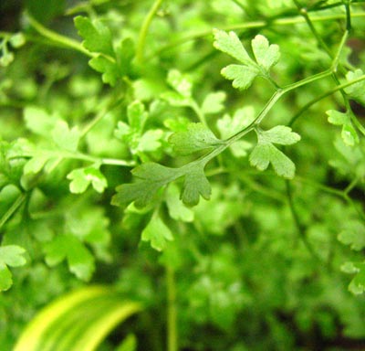 ���N�Nާ������