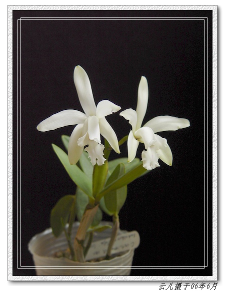 ����ͩ������7ҳ12��ĺ�ɫ���꣩