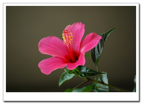 �����ķ�ɣ