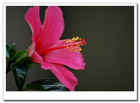 �����ķ�ɣ