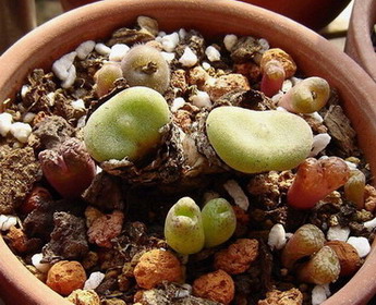 ��Ƥ�С���