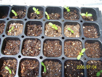 06�� �����ռ� - С����(����P2-6�������մ�-Ҫ��G��\R�淵�����)