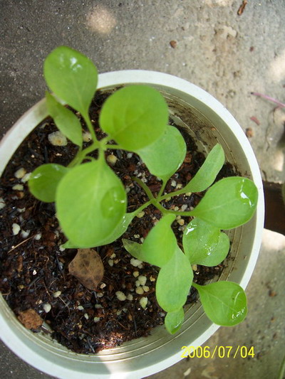 06�� �����ռ� - С����(����P2-6�������մ�-Ҫ��G��\R�淵�����)