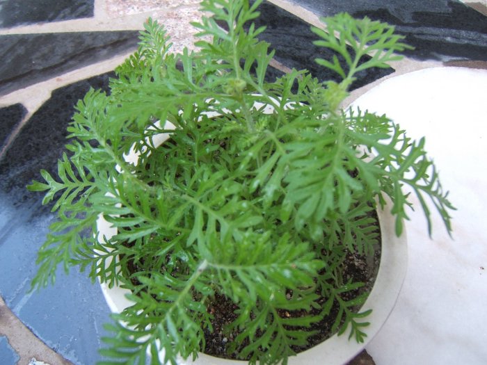 ��������~~�ذ꺵����,P4�����Ŀ���