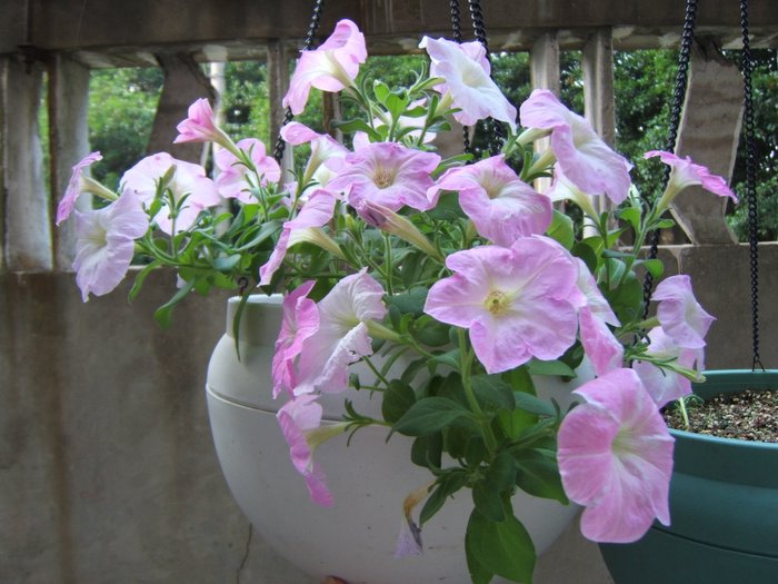 ��������~~�ذ꺵����,P4�����Ŀ���