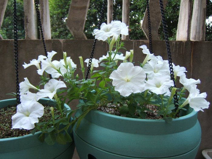 ��������~~�ذ꺵����,P4�����Ŀ���