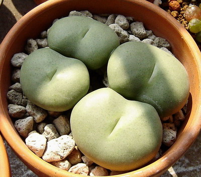 ��Ƥ�С���