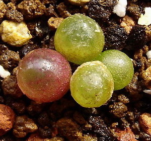 ��Ƥ�С���