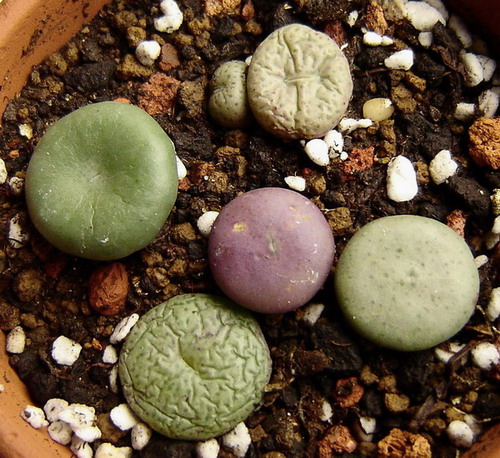 ��Ƥ�С���