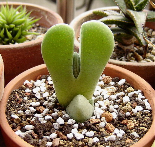 ��Ƥ�С���