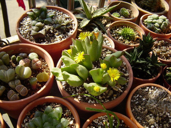 ��Ƥ�С���