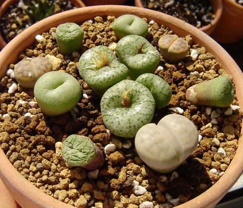 ��Ƥ�С���