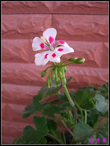 �������ÿ�:XYP�����°ܵ�