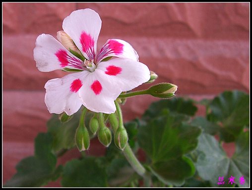 �������ÿ�:XYP�����°ܵ�