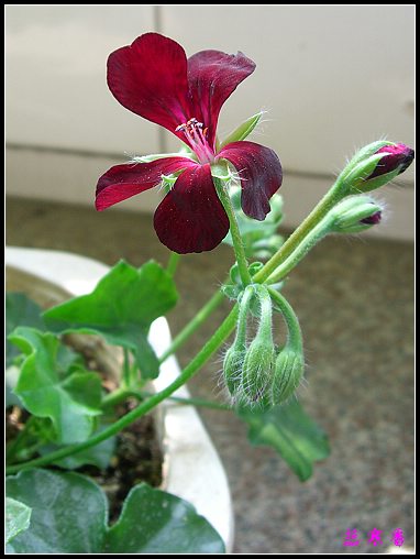 �������ÿ�:XYP�����°ܵ�