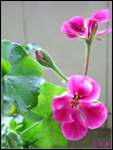 �������ÿ�:XYP�����°ܵ�