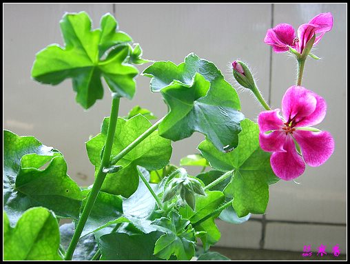 �������ÿ�:XYP�����°ܵ�