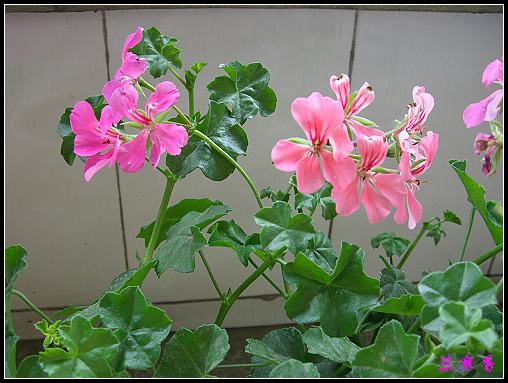 �������ÿ�:XYP�����°ܵ�