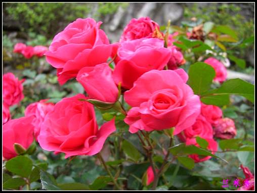 ��������¼���԰:XYP,��ݮ,����������������