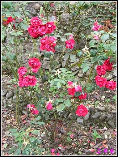 ��������¼���԰:XYP,��ݮ,����������������