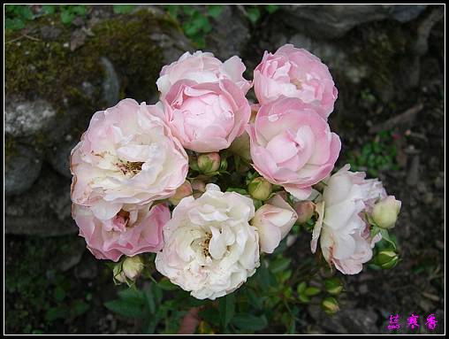 ��������¼���԰:XYP,��ݮ,����������������