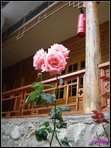 ��������¼���԰:XYP,��ݮ,����������������