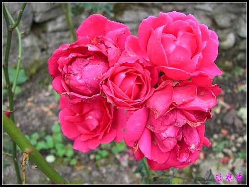 ��������¼���԰:XYP,��ݮ,����������������