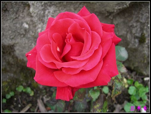 ��������¼���԰:XYP,��ݮ,����������������