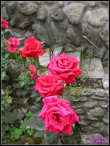 ��������¼���԰:XYP,��ݮ,����������������