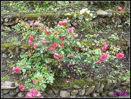 ��������¼���԰:XYP,��ݮ,����������������