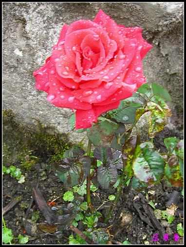 ��������¼���԰:XYP,��ݮ,����������������