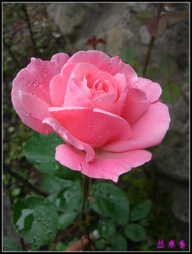 ��������¼���԰:XYP,��ݮ,����������������