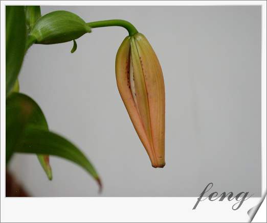 �ٺϿ�����P6��̯�ٺ��л����ˣ�