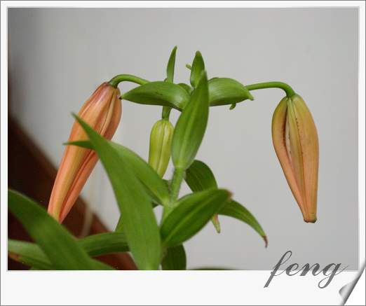 �ٺϿ�����P6��̯�ٺ��л����ˣ�