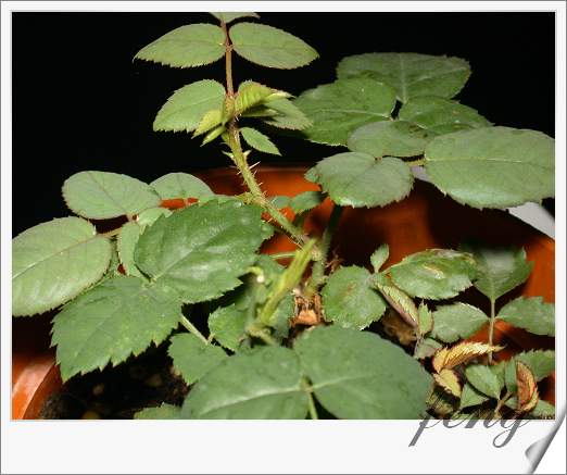 ���������¼����������仨��