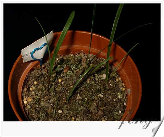 �춥��������ֲ��