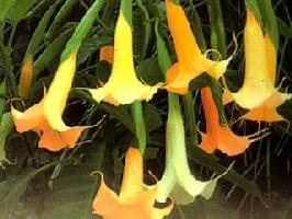 ����������(����)