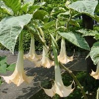 ����������(����)