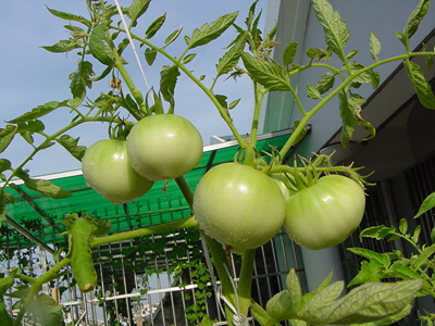 ���ֵĲ�-ެ��