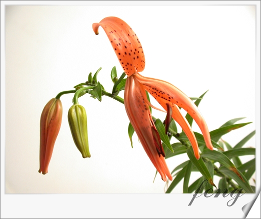 �ٺϿ�����P7��̯�ٺ�Ҫ�����ˣ�