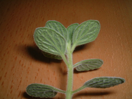 �²ݱ��ͽ���