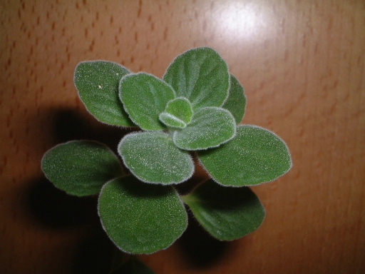 �²ݱ��ͽ���