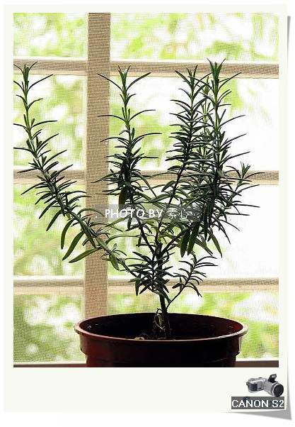 �����ĵļҾ�:)