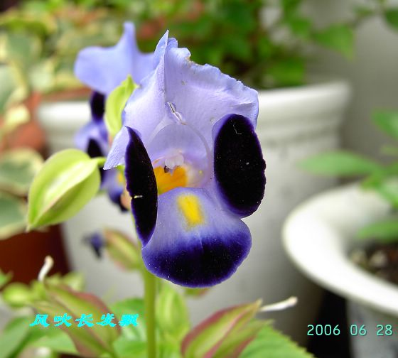 P11����������...