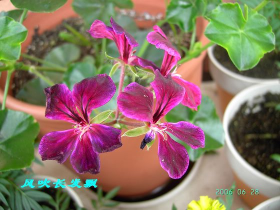 P11����������...