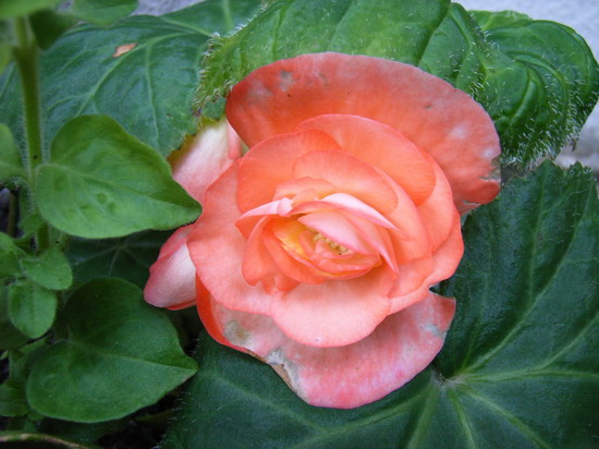 7��2��  ���ģ���������ͳ���  P20  ����   *-*����Ļ�԰*-*