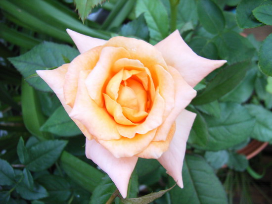 7��2��  ���ģ���������ͳ���  P20  ����   *-*����Ļ�԰*-*