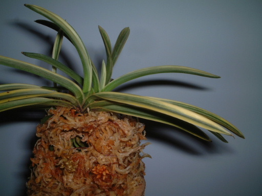 �������L�m....