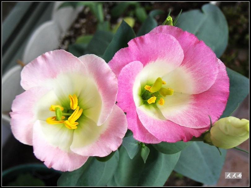 �ҵ���۹����ڿ��ˣ��ʹ�ҵĶ���ͬɫ��