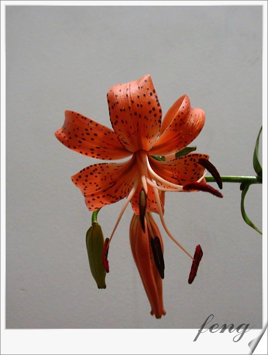 �ٺϿ�����P7��̯�ٺ�Ҫ�����ˣ�